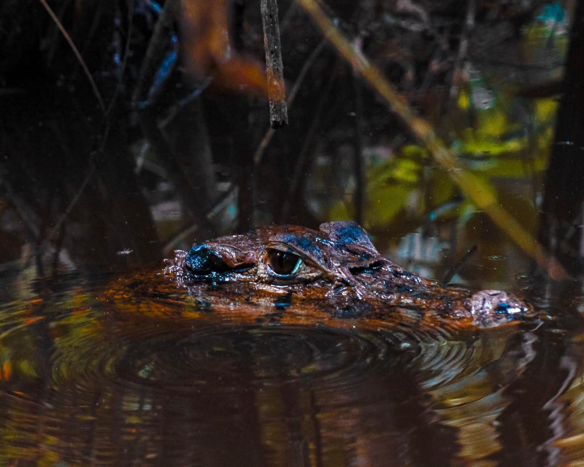 Corto Maltes Amazonia Lodge Puerto Maldonado Zewnętrze zdjęcie